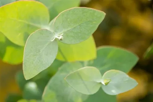 Eucalyptus Globulus Organic Essential Oil