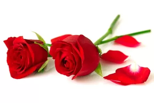 Rose Absolute – 10% Dilution in Jojoba Oil