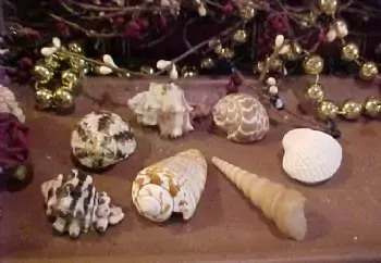 Sea Shell Embeds 7 Cavity Silicone Mold 127